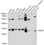 DHRS4 Antibody in Western Blot (WB)