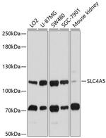 SLC4A5 Polyclonal Antibody