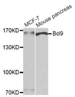 BCL9 Polyclonal Antibody