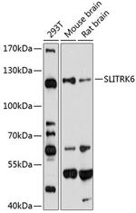 SLITRK6 Polyclonal Antibody