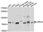 LRRC4 Polyclonal Antibody