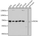 RIC8A Polyclonal Antibody