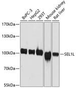 SEL1L Antibody in Western Blot (WB)