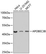 APOBEC3B Polyclonal Antibody