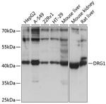 DRG1 Polyclonal Antibody