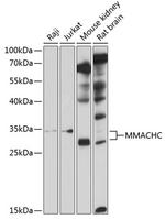 MMACHC Polyclonal Antibody
