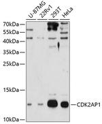 CDK2AP1 Antibody in Western Blot (WB)