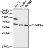 CHMP2A Polyclonal Antibody