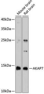 AKAP7 Polyclonal Antibody