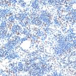 AQR Antibody in Immunohistochemistry (Paraffin) (IHC (P))