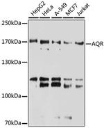 AQR Antibody in Western Blot (WB)