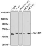 MCT2 Antibody in Western Blot (WB)