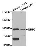Neuropilin 2 Polyclonal Antibody