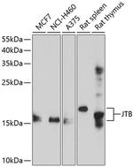 JTB Polyclonal Antibody