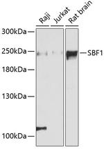 SBF1 Polyclonal Antibody