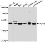 FADS2 Antibody in Western Blot (WB)