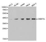 DNMT3L Antibody in Western Blot (WB)