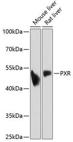 PXR Antibody in Western Blot (WB)