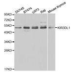 KIR3DL1 Polyclonal Antibody