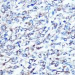 Optineurin Antibody in Immunohistochemistry (Paraffin) (IHC (P))