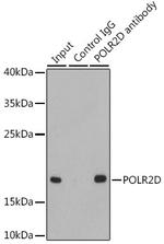 POLR2D Antibody in Immunoprecipitation (IP)