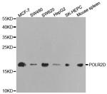 POLR2D Antibody in Western Blot (WB)