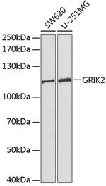 GluR6 Polyclonal Antibody