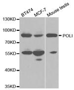 POLI Polyclonal Antibody