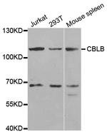 Cbl-b Polyclonal Antibody