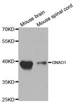 GNAO1 Antibody in Western Blot (WB)