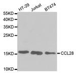 CCL28 Polyclonal Antibody