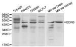 Endothelin 3 Polyclonal Antibody