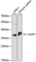 U2AF1 Polyclonal Antibody