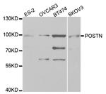 Periostin Polyclonal Antibody