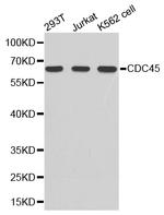 Cdc45L Polyclonal Antibody