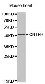 CNTFR Polyclonal Antibody