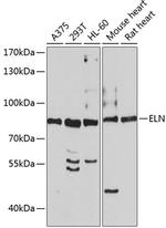 Elastin Polyclonal Antibody