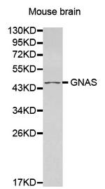 GNAS Polyclonal Antibody