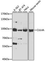 Cullin 4A Polyclonal Antibody