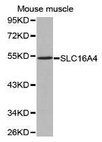 SLC16A4 Polyclonal Antibody