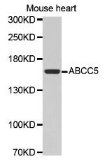 MRP5 Polyclonal Antibody