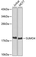 SUMO4 Antibody in Western Blot (WB)