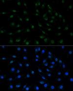 MNAR Antibody in Immunocytochemistry (ICC/IF)