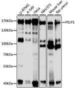 MNAR Antibody in Western Blot (WB)