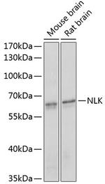 NLK Polyclonal Antibody