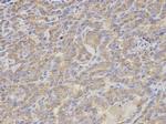 S100A12 Antibody in Immunohistochemistry (Paraffin) (IHC (P))