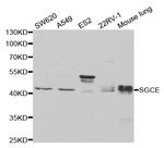 SGCE Polyclonal Antibody