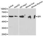 BPI Polyclonal Antibody