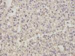 NEK2 Polyclonal Antibody