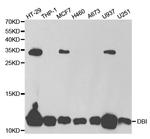 Diazepam Binding Inhibitor Polyclonal Antibody